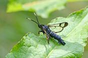 elzenwespvlinder (Synanthedon spheciformis) 6-2018 4498